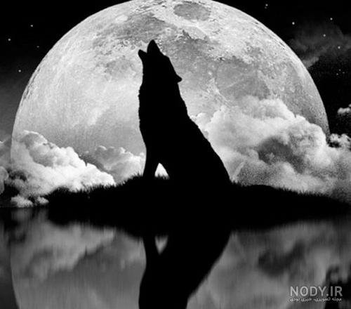 عکس گرگ سیاه برای پروفایل