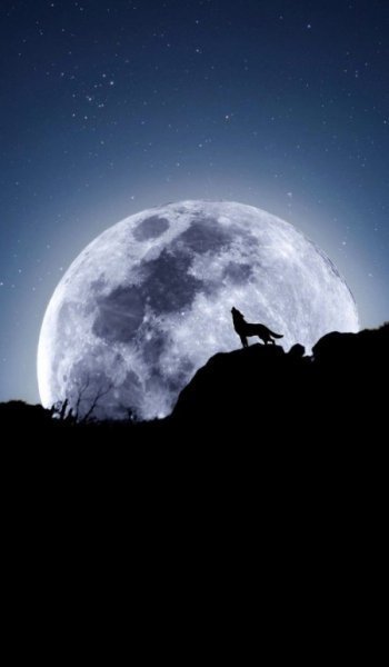  عکس گرگ سیاه خفن