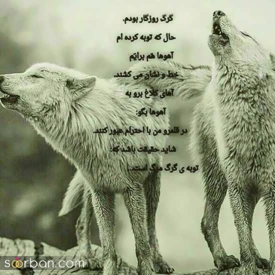  عکس گرگ وحشی زیبا