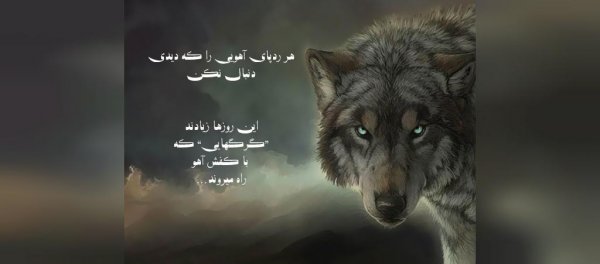  عکس گرگ برای پروفایل