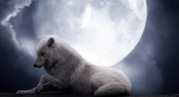  عکس گرگ برای پروفایل