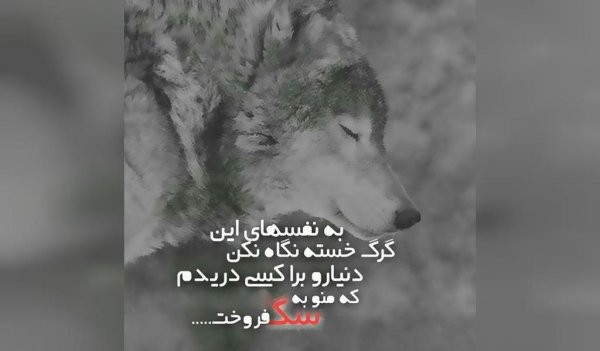  عکس گرگ برای پروفایل