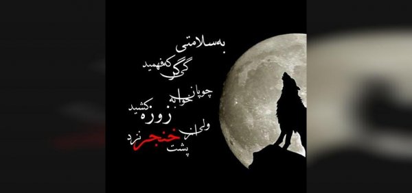  عکس گرگ برای پروفایل