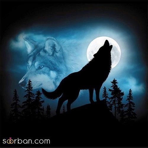 عکس گرگ سیاه و سفید