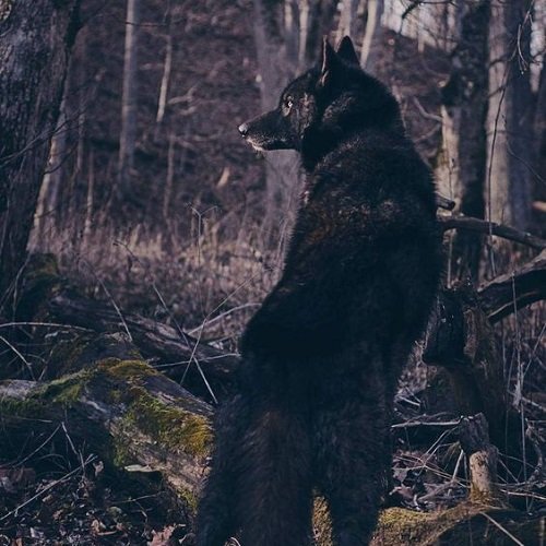 عکس گرگ سیاه و سفید