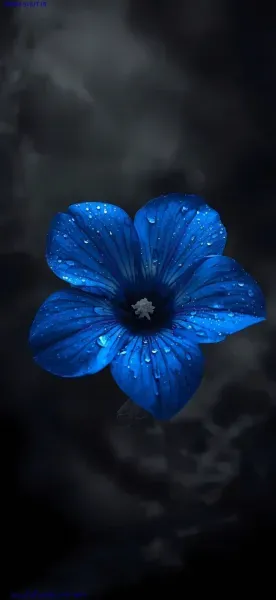 پس زمینه آبی تیره