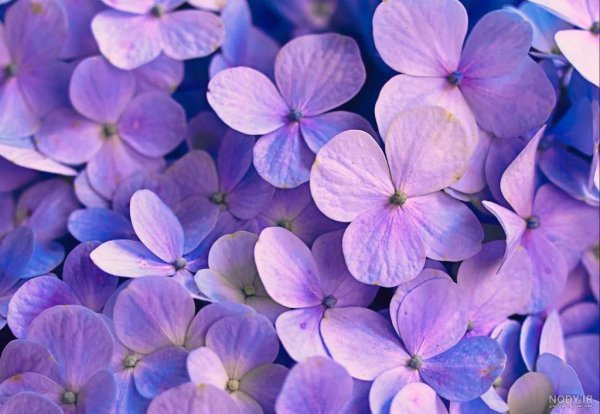  عکس پس زمینه بنفش