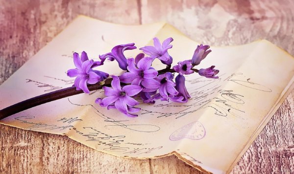  عکس پس زمینه بنفش