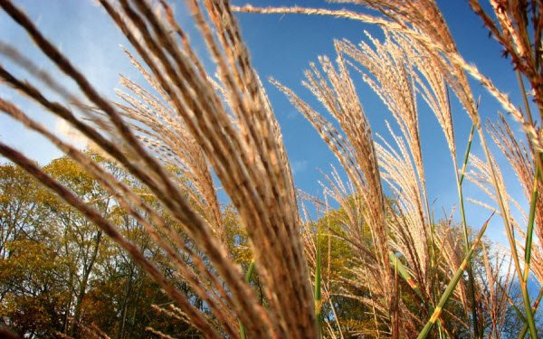  عکس پس زمینه برای کامپیوتر