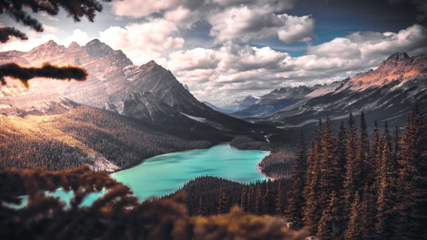  عکس پس زمینه جنگل