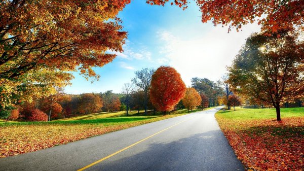  عکس پس زمینه جنگل