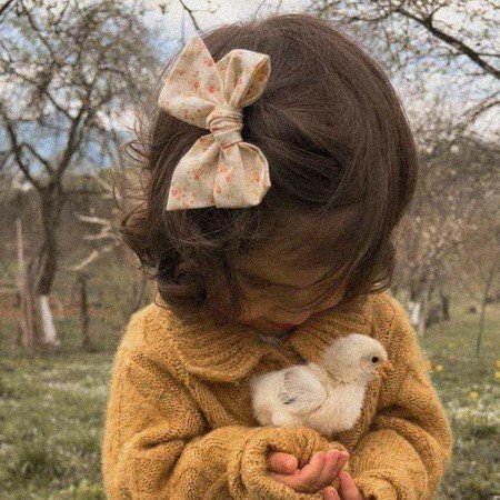  عکس پس زمینه جوجه