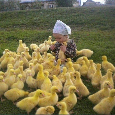  عکس پس زمینه جوجه