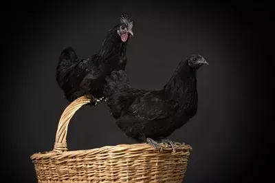  عکس جوجه خروس