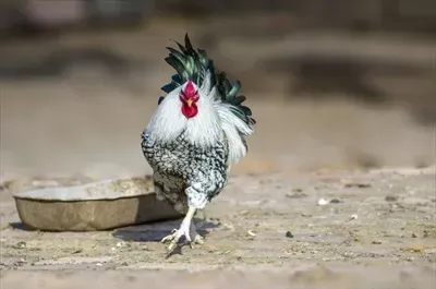  عکس جوجه خروس