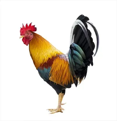  عکس جوجه خروس