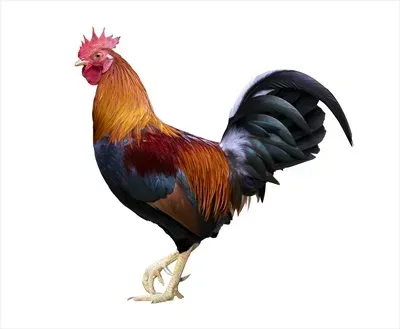  عکس جوجه خروس