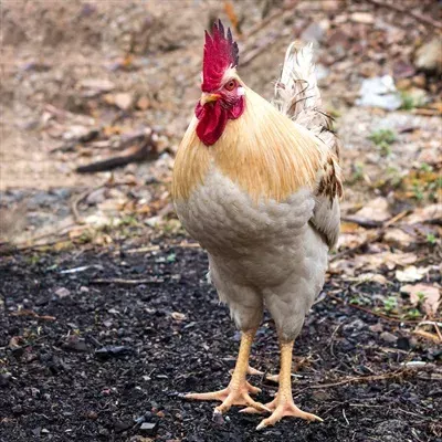 عکس جوجه خروس