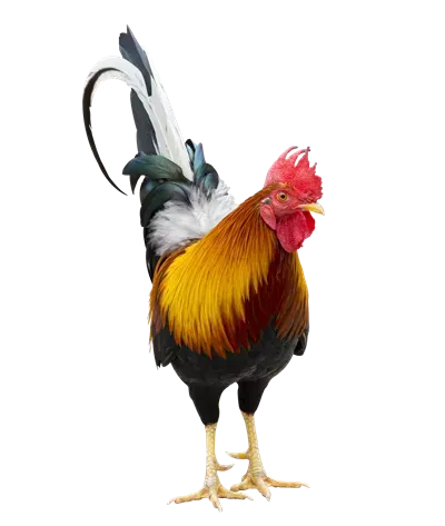  عکس جوجه خروس