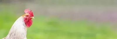  عکس جوجه خروس