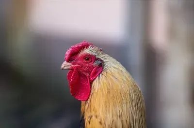  عکس جوجه خروس