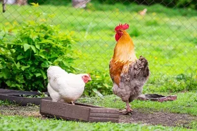  عکس جوجه خروس