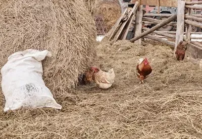  عکس جوجه خروس
