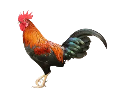  عکس جوجه خروس