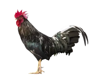  عکس جوجه خروس