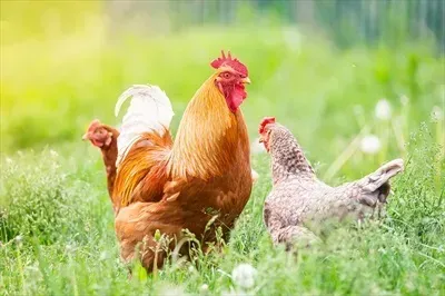  عکس جوجه خروس