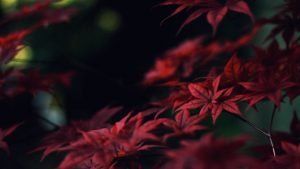  عکس زرشکی ساده