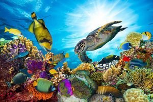  عکس لاک‌پشت دریایی