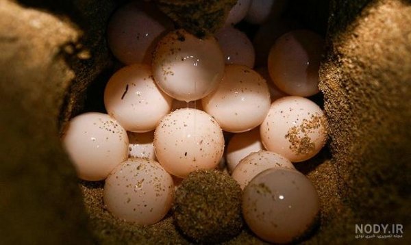  عکس لاک پشت خانگی