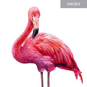  عکس فلامینگو