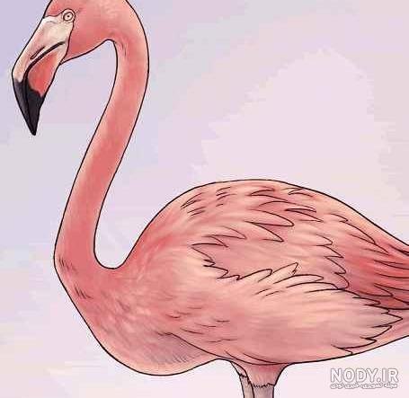 عکس فلامینگو نقاشی