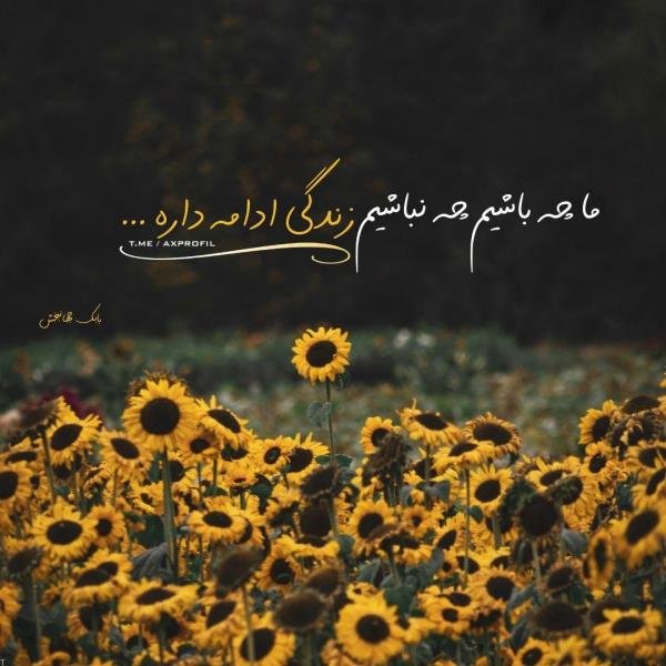  عکس پروفایل روز