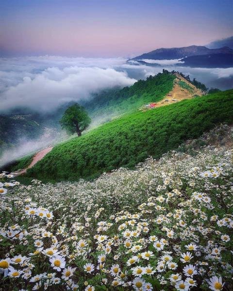  عکس پروفایل روز