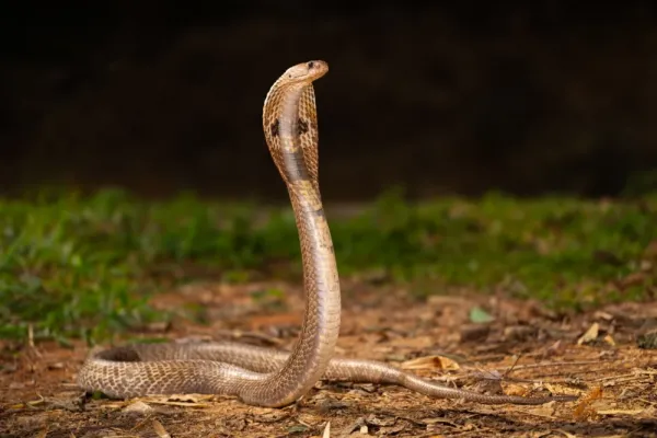  عکس مار برای تصویر زمینه