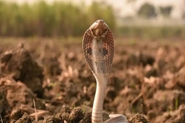  عکس مار ترسناک واقعی