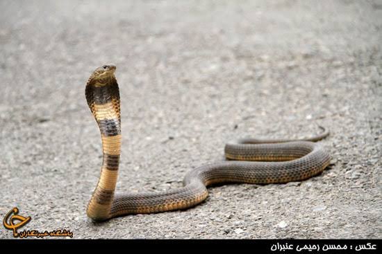  عکس مار کبرا