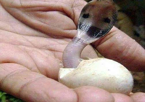  عکس مار کبری هفت سر
