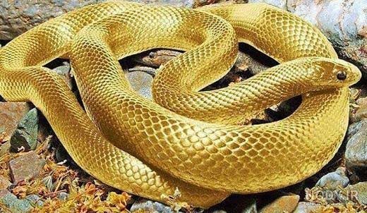 عکس مار کبری هفت سر
