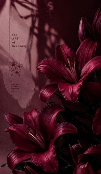  عکس گل لیلیوم پینترستی برای پروفایل