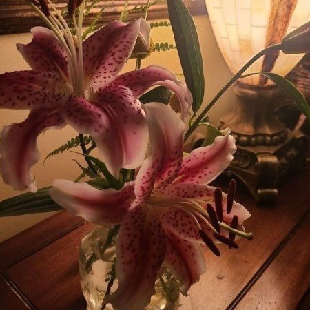  عکس گل لیلیوم پینترستی برای پروفایل