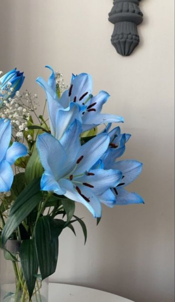  عکس گل لیلیوم پینترستی برای پروفایل