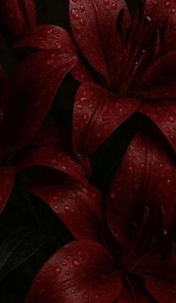  عکس گل لیلیوم پینترستی برای پروفایل