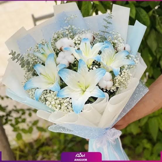  عکس گل لیلیوم آبی
