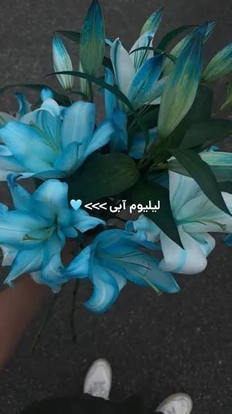  عکس گل لیلیوم آبی