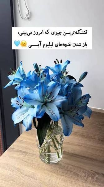  عکس گل لیلیوم آبی