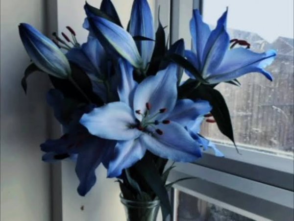  عکس گل لیلیوم آبی